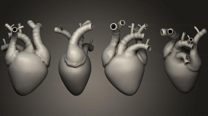 Анатомия скелеты и черепа (Сердце Анимированное, ANTM_0648) 3D модель для ЧПУ станка